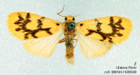 Papua Insects Foundation (Lepidoptera/Erebidae(Arctiinae)/Asura dentifera)